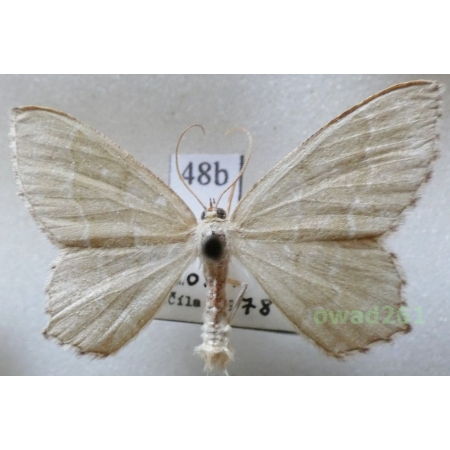Hemithea aestivaria (Hübner, 1789) Czech48b
